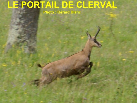 chamois de Clerval