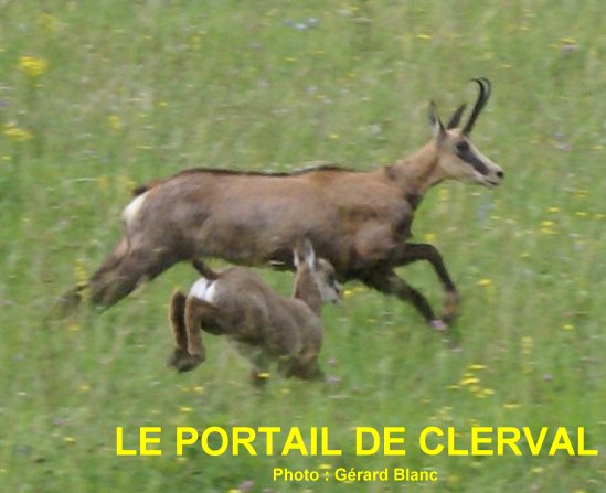 jeune chamois de l'anne