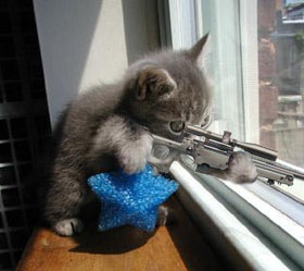 chaton avec un fusil
