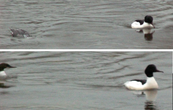 Harle bivre au barrage de Clerval