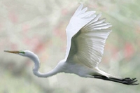 aigrette