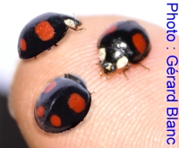 coccinelles