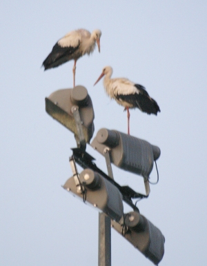 cigogne  Clerval