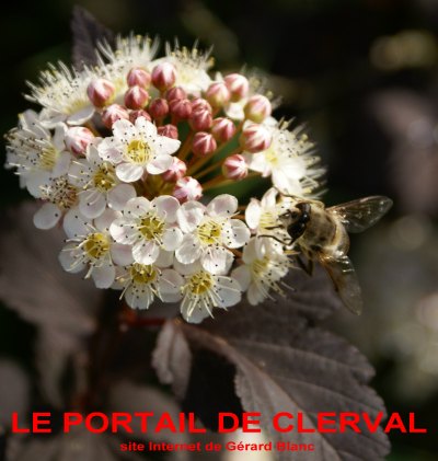 Physocarpus