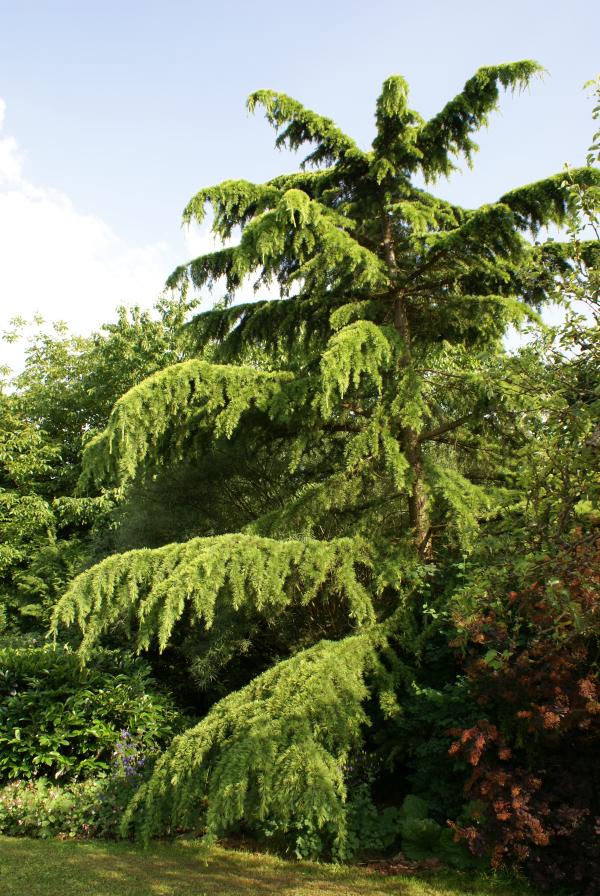 Cedrus deodora aurea