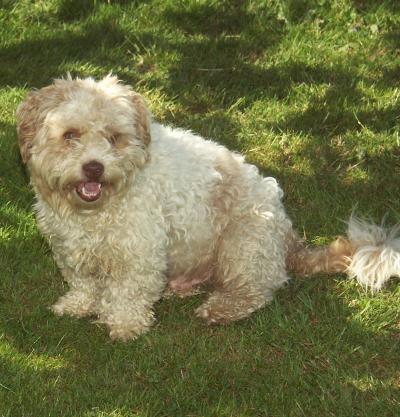 Le chien Tom, un des habitants du jardin de Pierrette