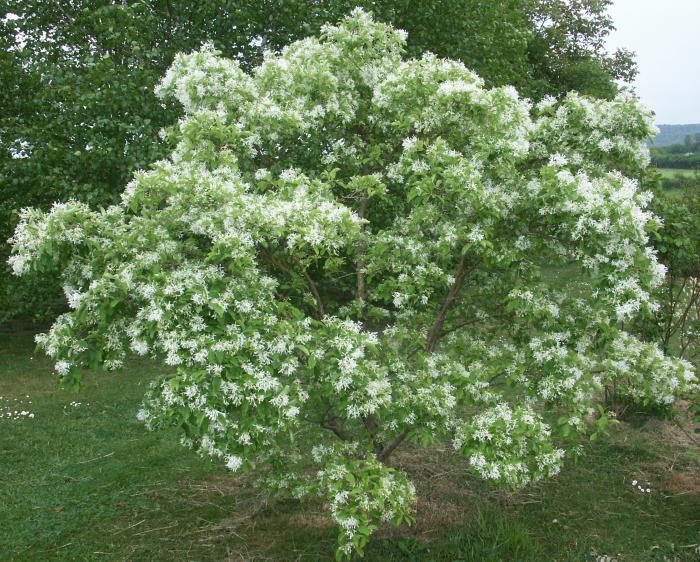 chionanthus