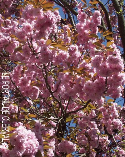 cerisier japonais kanzan