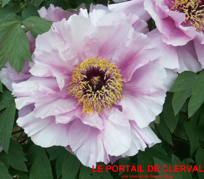 pivoine arbustive Valse de Vienne