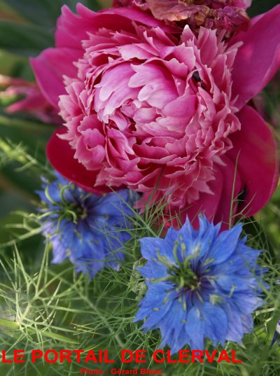 Pivoine et nigelle