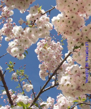 cerisier japonais shirotae