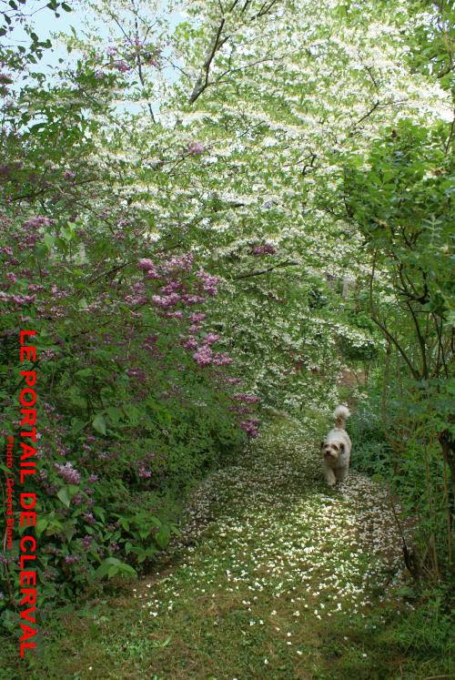 Styrax japonica et Deutzia