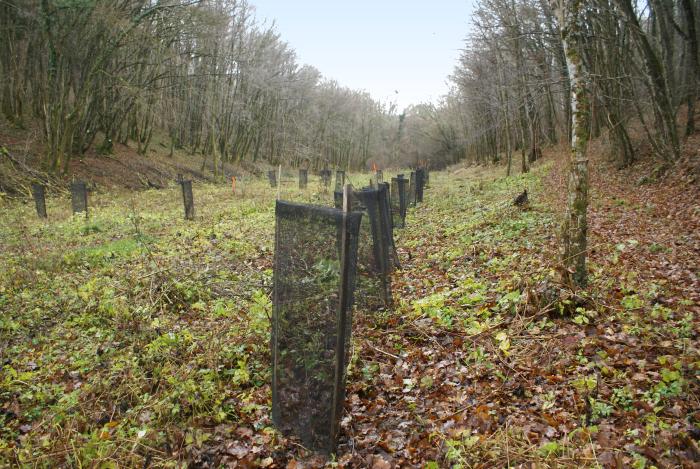 La combe replante